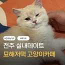 힐링캐터리 | 전주 고양이카페 묘해저택 후기｜100평대 공간에서 실내데이트
