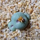 스테이너와 이미지