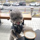 태화강국가정원 | 울산 태화강국가정원 강아지 산책 후기 | 샬로우커피, 포포픽스까지 다녀온 코스