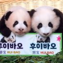 판다
