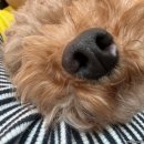 다시사랑받개 이미지