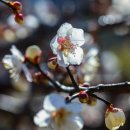 독립만세비 이미지