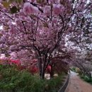 대전꽃동산