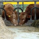 정다운농장 이미지