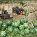 까망돼지 이미지