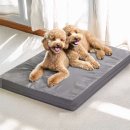 애견의 집 이미지