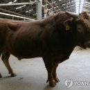 한우 - 김해시 삼안로217번길 21-1 | 한우
