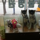 풍경동물병원 이미지