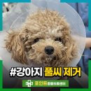 명랑견생 | 강아지 산책 후 귀 아픈 증상, 풀씨 내시경 제거했어요!