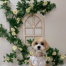 플로이몽 이미지