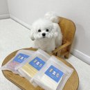 쪼식이 | “코코댕 스틱” 알러지 적은 코코넛 강아지 간식 추천해요!