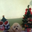 강릉애견하우스 | 창업 강릉애견미용아카데미 체험 후기