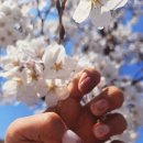 수지로461번길 | 수지 동천동 네일 아트잘하는네일샵 네일드루나 봄이당