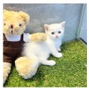 도그마루 강아지고양이 안산점 이미지