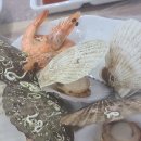 기장시장대게 이미지