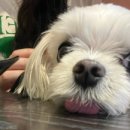 또봉이통닭(경안점) 이미지