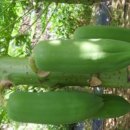 서주길(와룡면) 이미지