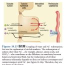 제 14장. 신장과 수분 및 무기 이온의 조절 이미지