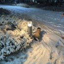 Brown Dog | 강아지 패딩 &#39;개따뜨텍&#39;&amp; 강아지 신발 테이프 내돈내산 후기 (사이즈 팁 포함)ㅣ 꾸꾸 겨울준비 완료