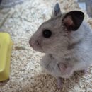 상도힐링동물병원 이미지