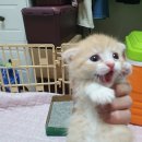 어항고개 이미지