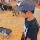 솔염소농장 이미지