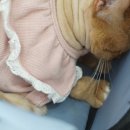 코냥코냥 이미지