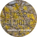 현천마을 | 구례 산수유 축제 가던 길 주말 방문 후기 현천 마을 산수유 풍경