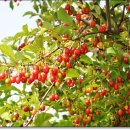 옥산농원 이미지