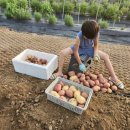 밤이농장 이미지