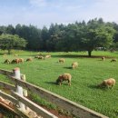 설천면055 | 남해가볼만한곳 추천｜남해양떼목장 편백숲 아이랑 힐링 여행 후기 총정리