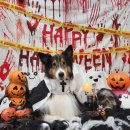 멍멍아 스파가자 | 츄이의 삶 25/10, 프란츄이스카