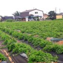 이연옥농장 이미지