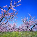 고향의봄 이미지