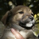 강아지와 나 이미지