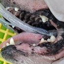 박물관옆동물병원 이미지