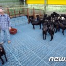 곡성염소나라 이미지