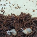 아기 달팽이들 나눔합니다^^ 이미지