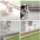 원 반려동물 미용실 이미지