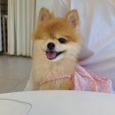 화이트썬데이 이미지