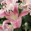 바램과믿음 이미지