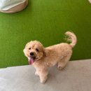 애견하우스 | 인계동 애견미용 포포하우스 방문 후기