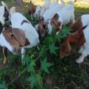 광덕목장 이미지