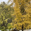 늘푸른카클리닉 | 가을 캠핑장 은행나무가 예쁜 [늘푸른체험학교]사이트 추천