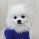 꼬떼아꼬떼