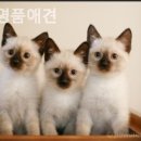 명품애견 이미지