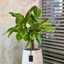 동구꽃백화점 이미지