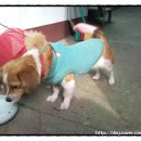 애견종합병원 이미지