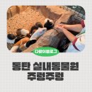심심토끼 | 동탄 주렁주렁 아이랑 실내동물원 토끼먹이주기