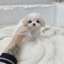 애견분양 애견입양 강아지분양 강아지입양 말티푸분양 말티푸책임분양 말티푸입양 미니비숑분양 미니비숑입양 요크셔테리어분양 요크셔테리어입양 이미지